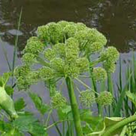 Angelica