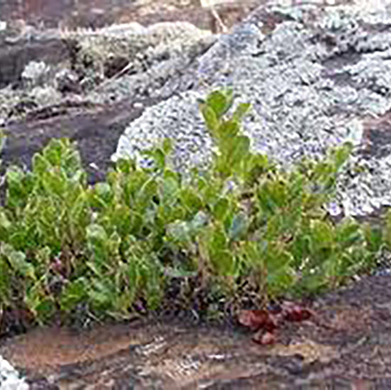 Bearberry