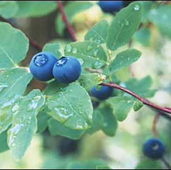 Blueberry   CAN