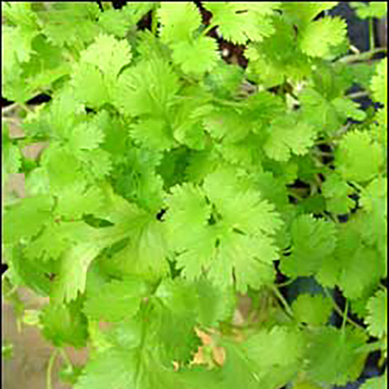 Coriander