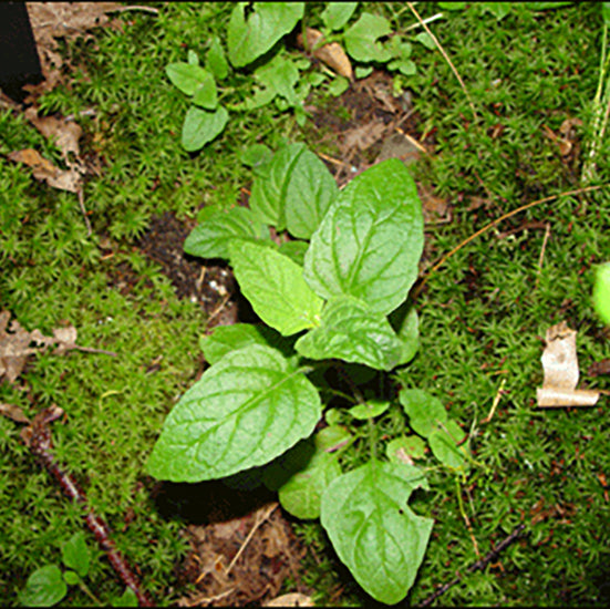 Skullcap