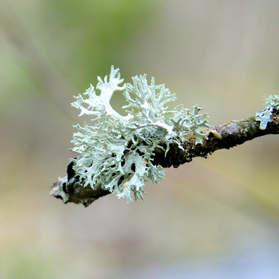 Icelandic Moss